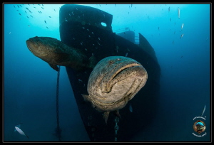 Goliath Grouper Guarding Ana Cecilia Recently Sunk Off Pa... by Richard Apple 
